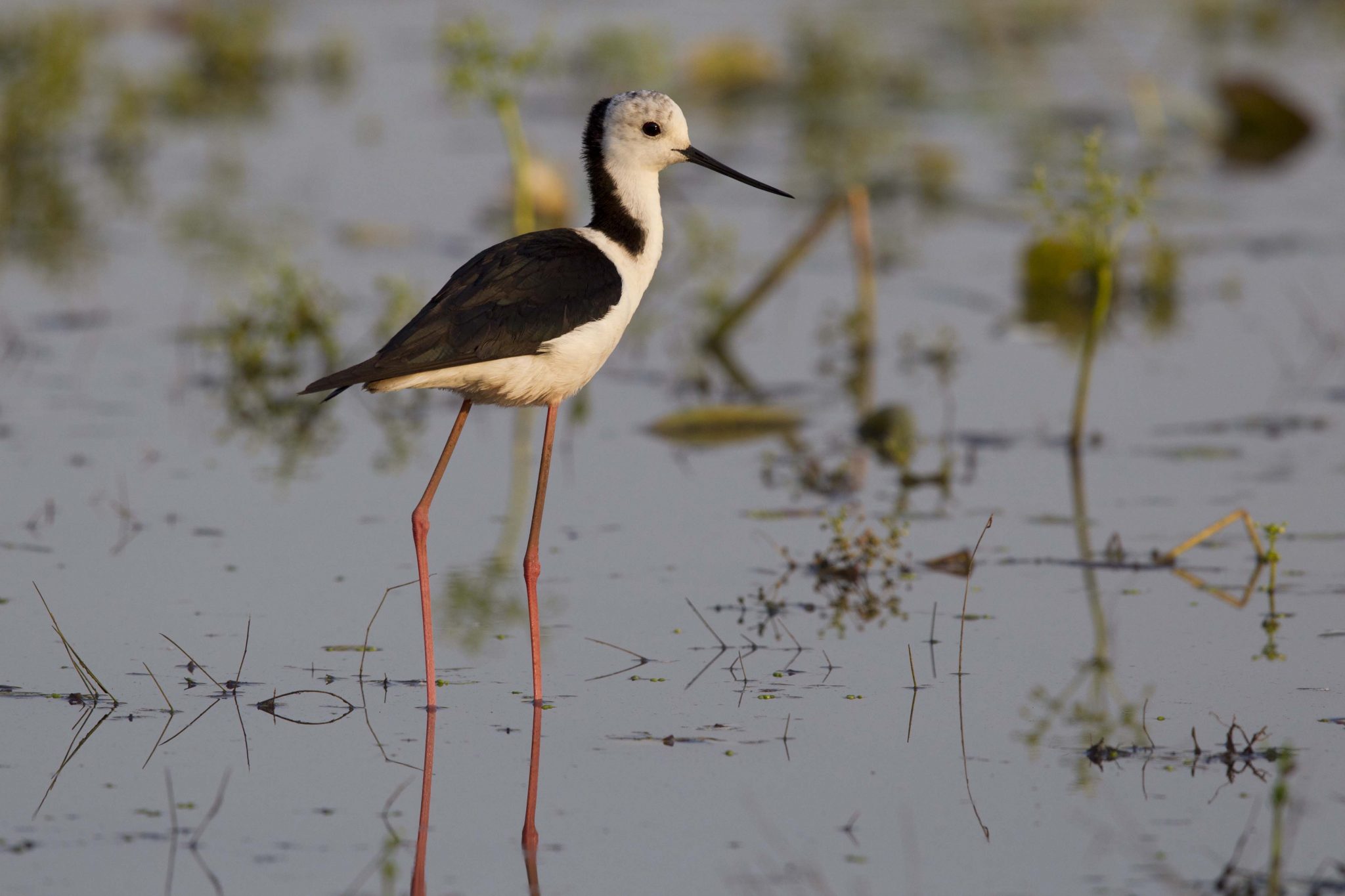 Black Winged Stint (Himantopus leucocephalus) - Leaning Tree Lagoon, NT