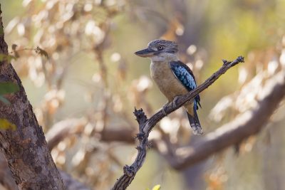 Blue-winged Kookaburra (Dacelo leachii leachii) - Marrakai Track, NT