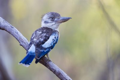 Blue-winged Kookaburra (Dacelo leachii leachii) - Nourlangie Rock, NT