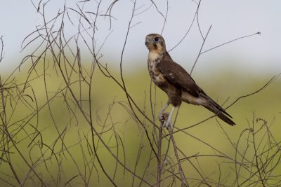 Brown Falcon (Falco berigora berigora) - Fogg Dam, NT