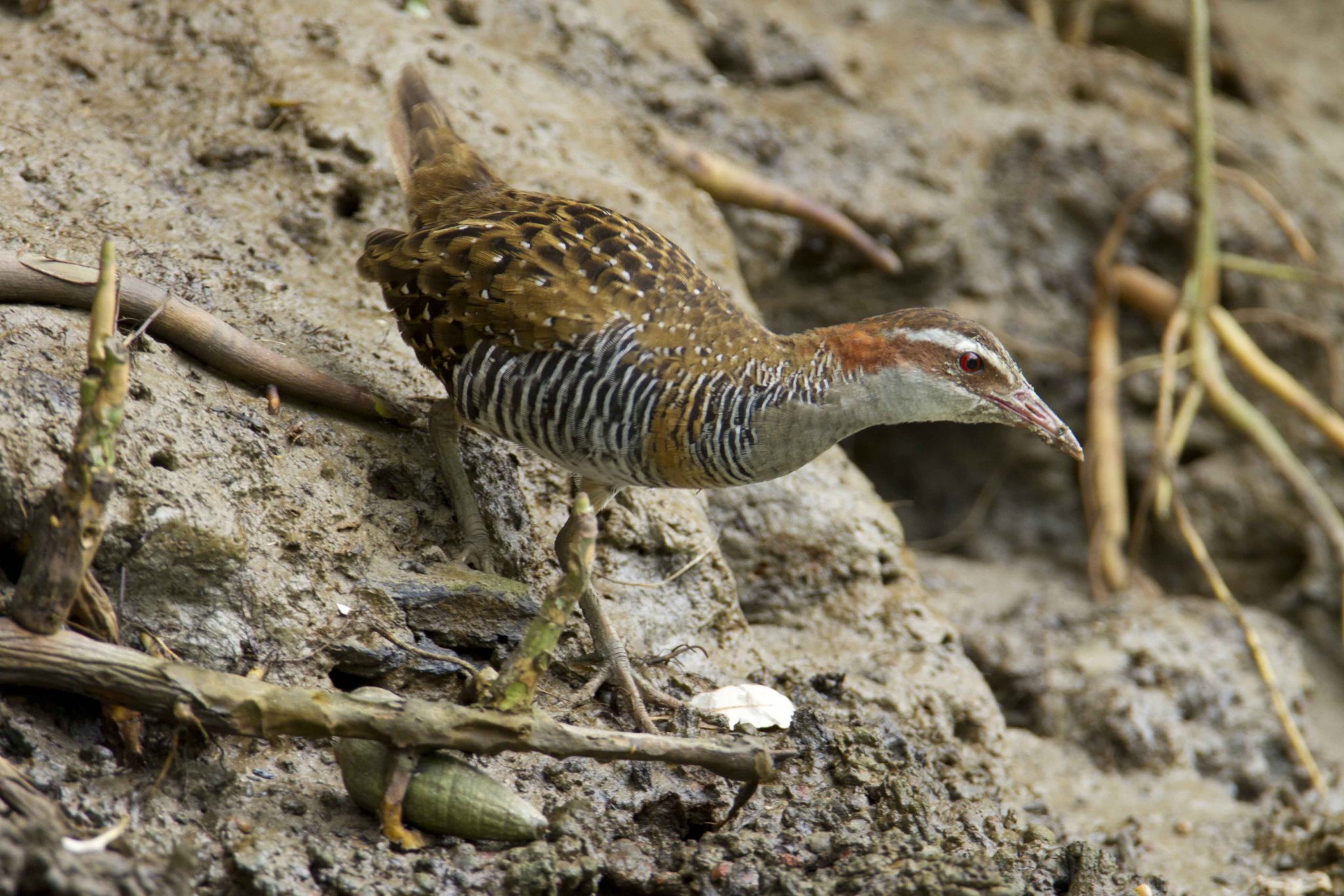Buff Banded Rail (Gallirallus philippensis mellori) - Buffalo Creek, NT (2)