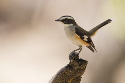 Buff-sided Robin (Poecilodryas cerviniventris) - Marrakai Track, NT (2)