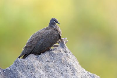 Chestnut-quilled Rock-Pigeon (Petrophassa rufipennis) - Nourlangie Rock, NT (2)