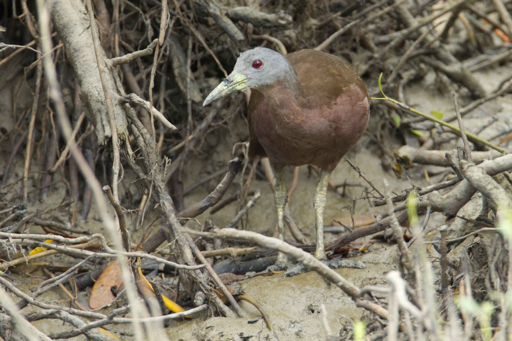 Chestnut Rail (Eulabeornis castaneoventris castaneoventris) - Buffalo Creek, NT