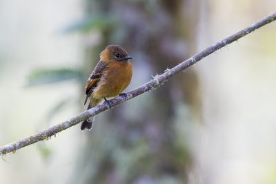 Cinnamon Flycatcher - Bellavista, Upper Tandayapa Valley, Ecuador