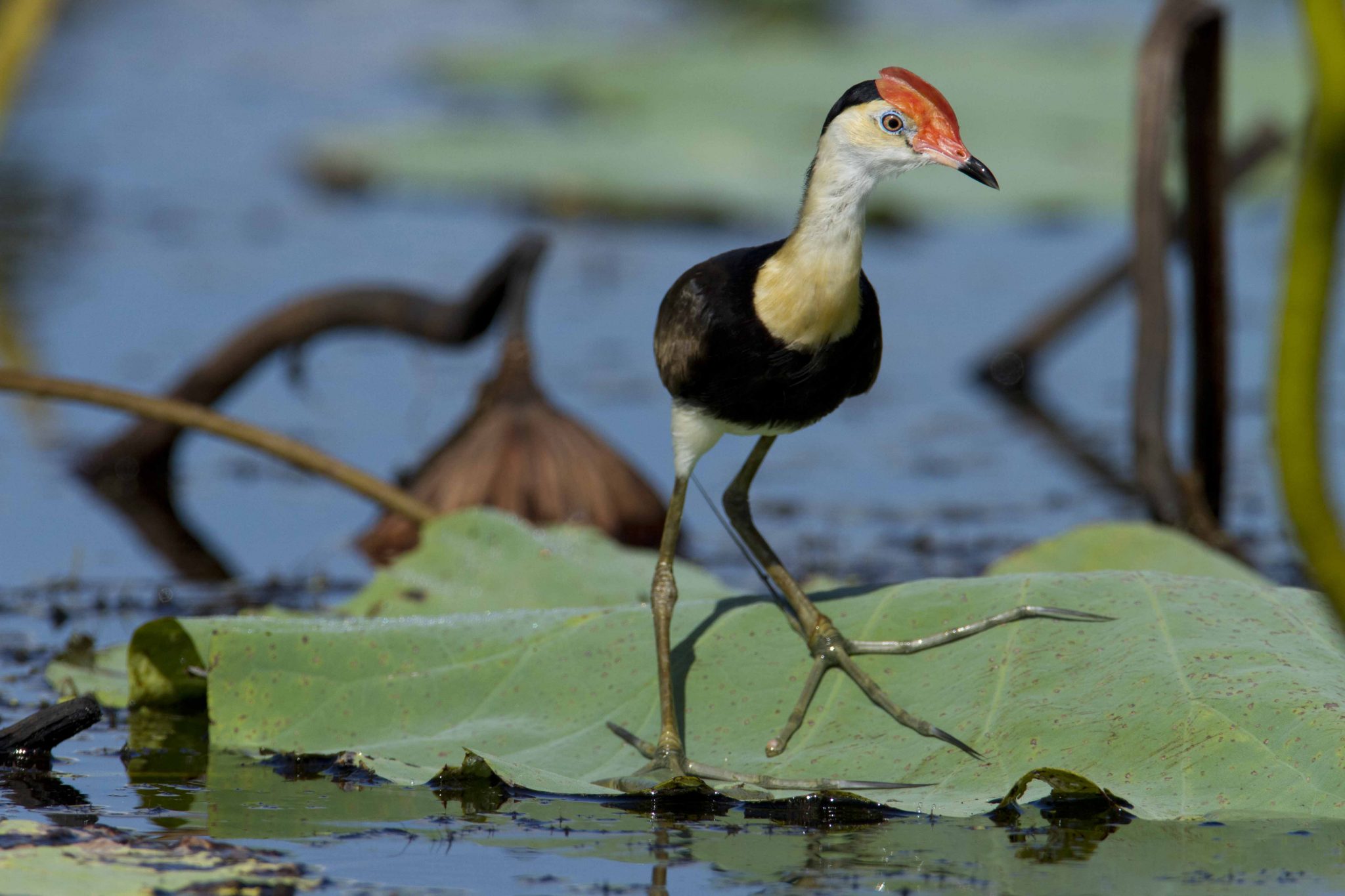 Comb-crested Jacana (Irediparra gallinacea novaehollandiae) - Fogg Dam, NT