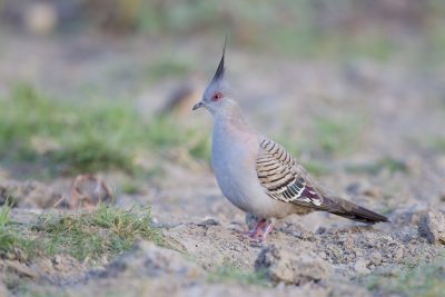 Crested Pigeon (Ocyphaps lophotes lophotes) - Top Springs, NT (2)