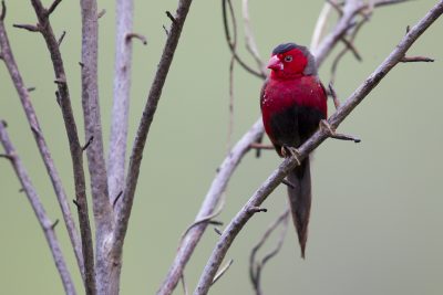 Crimson Finch (Neochmia phaeton phaeton) - Darwin NT (5)