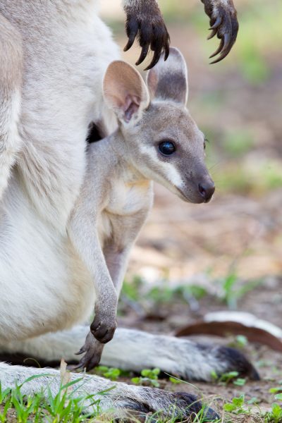 Eastern Grey Kangaroo Baby