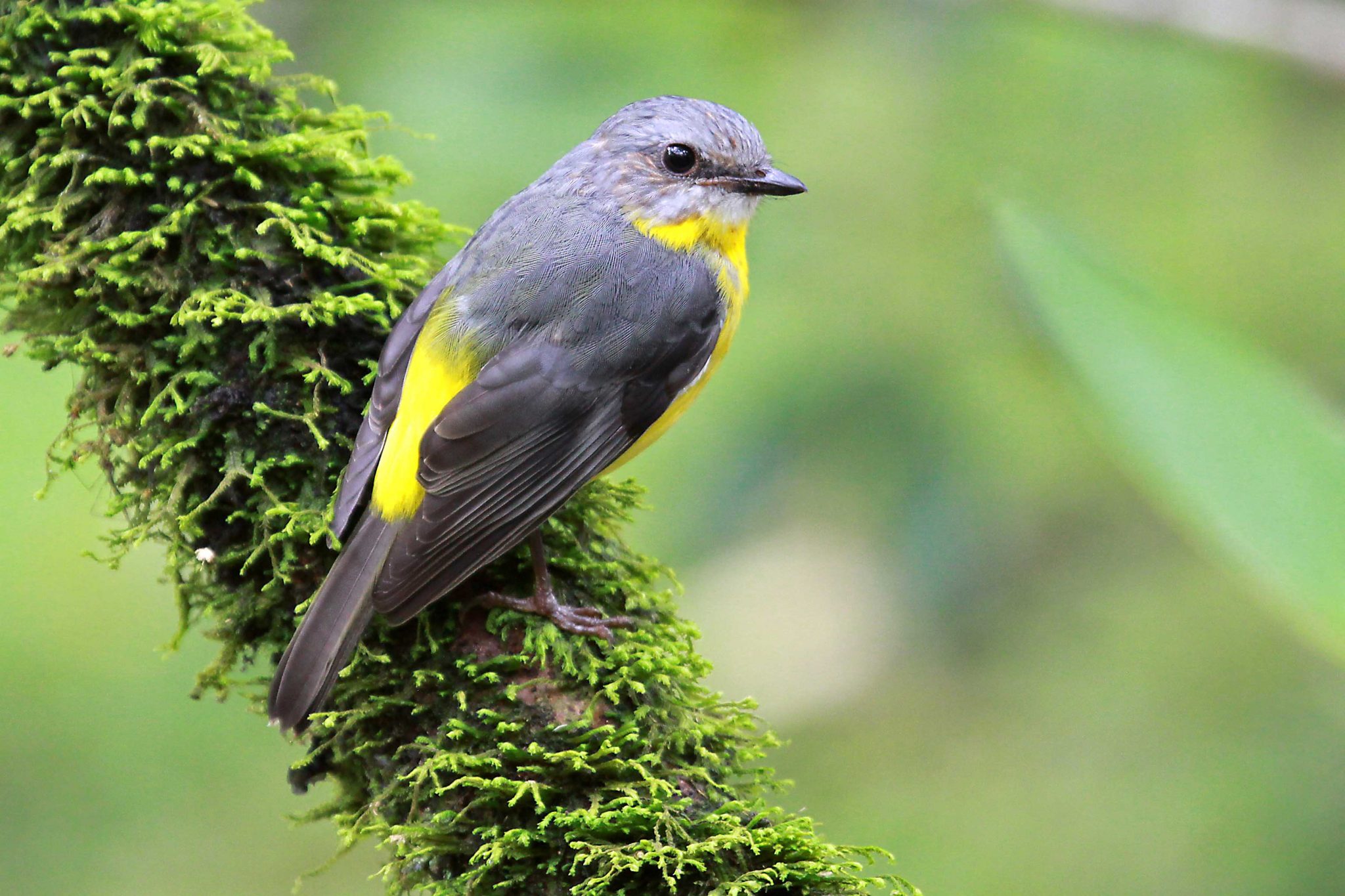 Eastern Yellow Robin (Eopsaltria australis chrysorrhoa) - Atherton, QLD