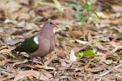 Emerald Dove (Chalcophaps indica longirostris) - Casuarina Coastal Reserve, NT (3)