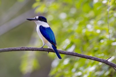 Forest Kingfisher (Todiramphus macleayii macleayii) - Arnhemland, NT
