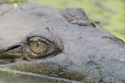 Freshwater Crocodile - Darwin, NT
