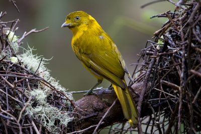 Golden Bowerbird (Amblyornis newtonianus) - Mount Hypipamee NP, QLD (2)