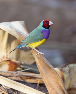 GUIDE TO FINDING BIRDS AROUND KATHERINE & THE VICTORIA RIVER DISTRICTS, NT
