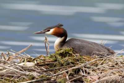 Greater Crested Grebe - South Island, New Zealand