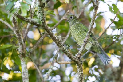 Green Catbird (Ailuroedus crassirostris) - Lammington National Park, QLD