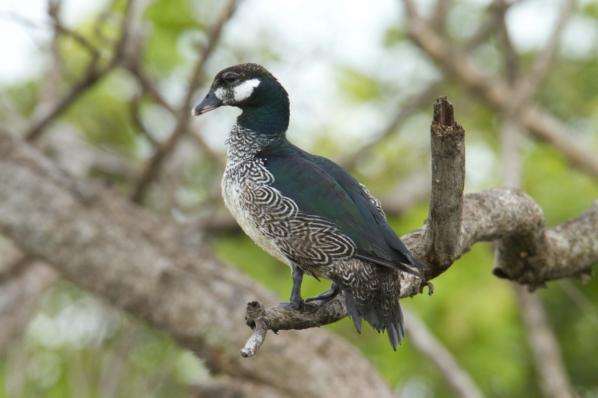 Green Pygmy Goose (Nettapus pulchellus) - Fogg Dam, NT