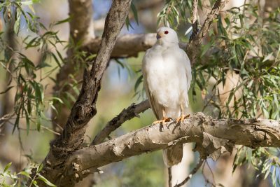 Grey Goshawk - White Morph (Accipiter novaehollandiae novaehollandiae) - Mary River, NT (2)