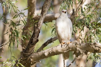 Grey Goshawk - White Morph (Accipiter novaehollandiae novaehollandiae) - Mary River, NT (4)