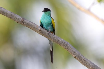 Hooded Parrot - Male  (Psephotus dissimilis) - Pine Creek, NT (4)
