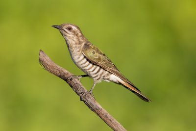 Horsfields Bronze-Cuckoo - Adult (Chalcites basalis) - Casuarina Coastal Reserve, NT