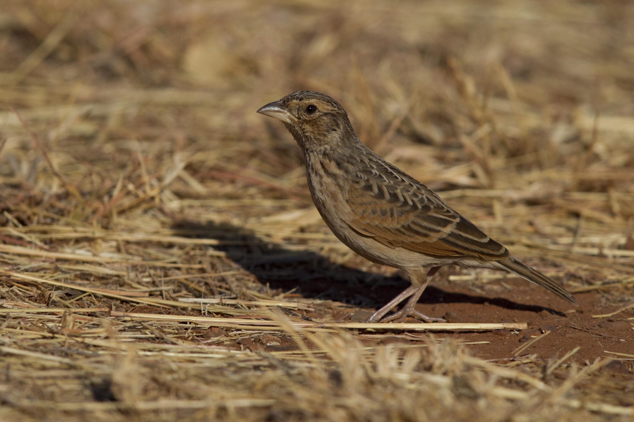 Horsfield's Bushlark (Mirafra javanica soderbergi) - Top Springs, NT (2)
