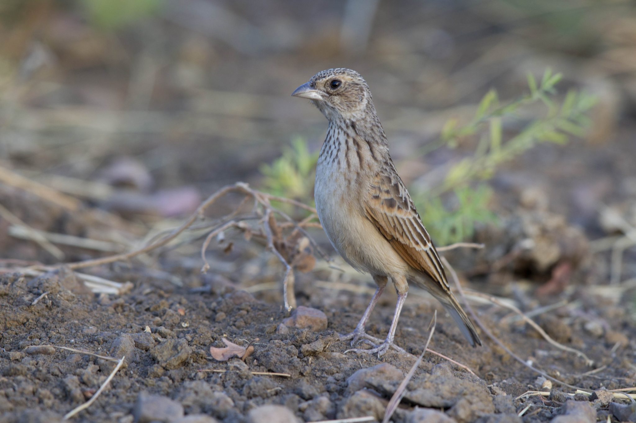 Horsfield's Bushlark (Mirafra javanica soderbergi) - Top Springs, NT