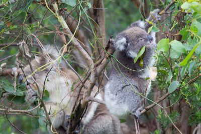 Koala (Mum & Baby