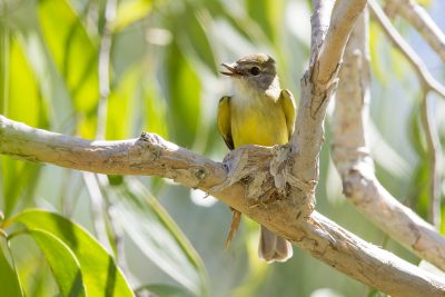 Lemon Bellied Flycatcher (Microeca flavigaster flavigaster) - Adelaide River, NT (3)