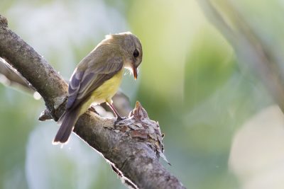 Lemon Bellied Flycatcher (Microeca flavigaster flavigaster) - Darwin, NT