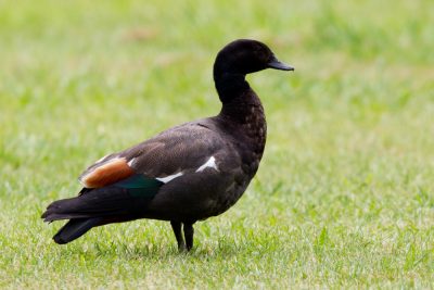 New Zealand Shield Duck (Male) - South Island, New Zealand