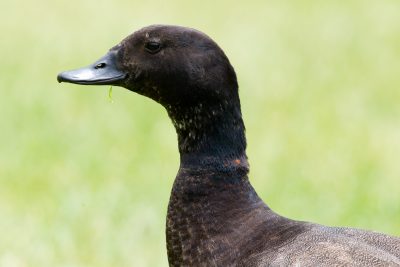 New Zealand Shield Duck Profile (Male) - South Island, New Zealand