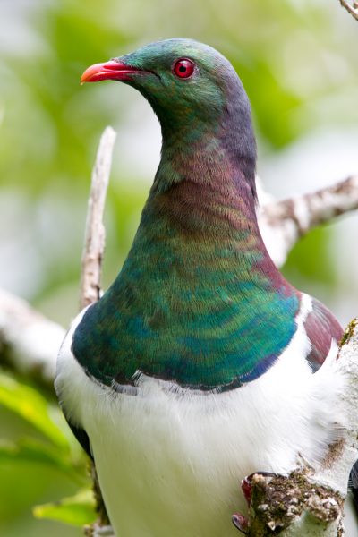 New Zealand Wood Pigeon Profile - Zealandia, Wellington