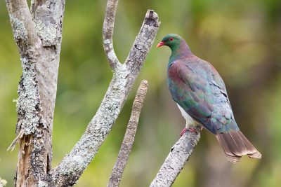 New Zealand Wood Pigeon  - Titititi Matungi Island, NZ