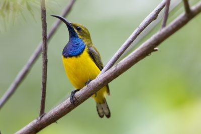 Olive-backed Sunbird - Male (Nectarinia jugularis frenata) - Cairns, QLD