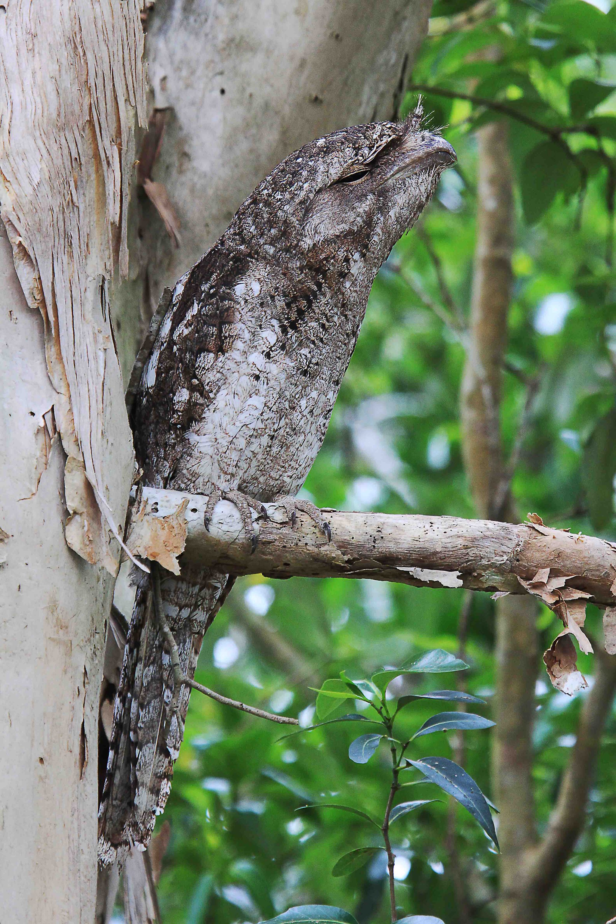 Papuan Frogmouth (Podargus papuensis baileyi) - Cairns Botanic Gardens, QLD