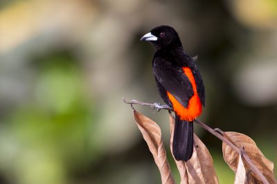Passerini's Tanager (Male)