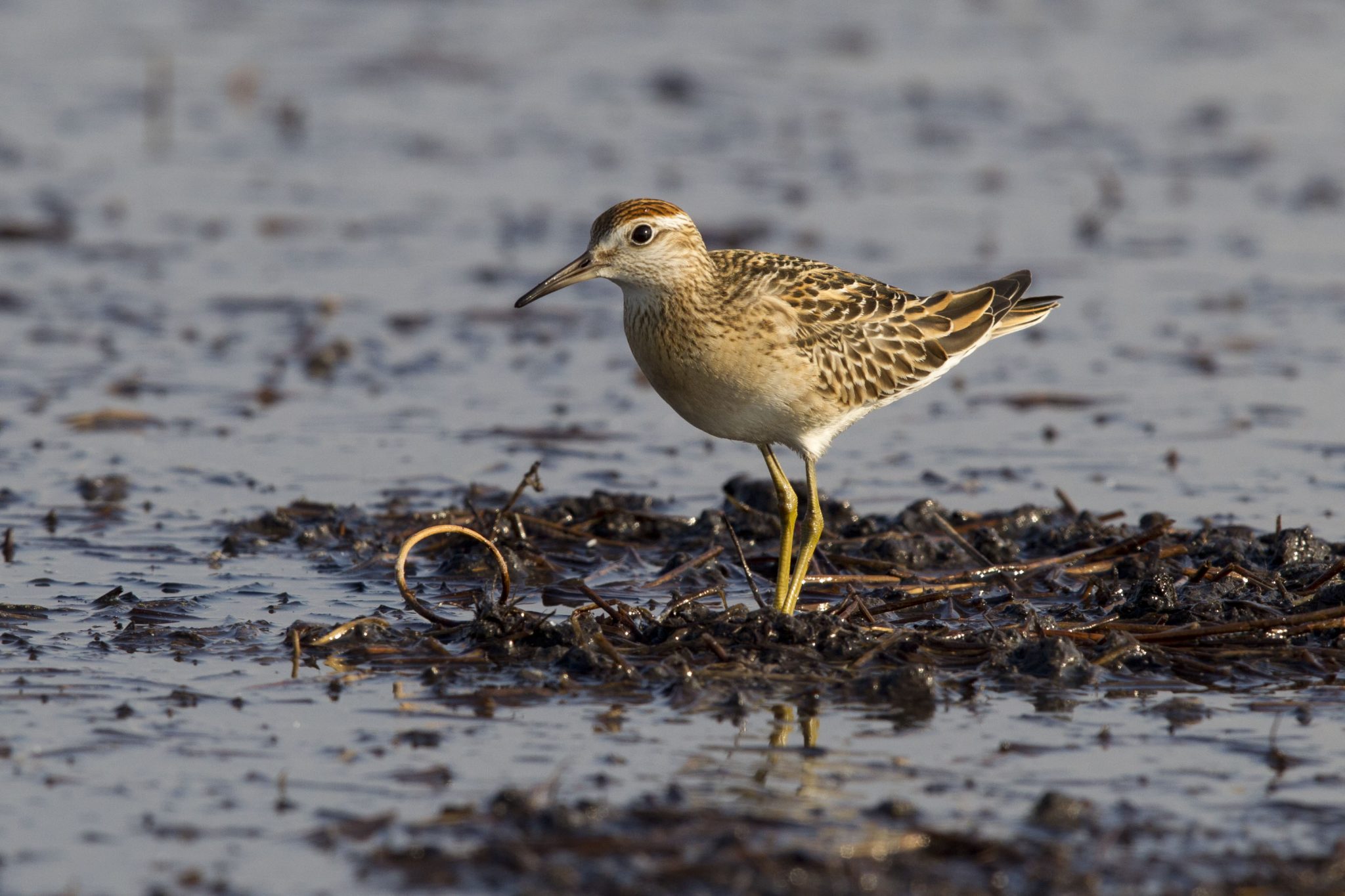 Sharp-tailed Sandpiper (Calidris acuminata)