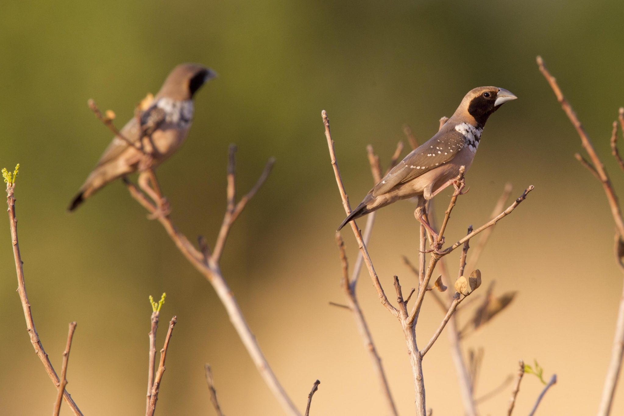 Pictorella Mannikin (Heteromunia pectoralis) - Top Springs, NT (2)