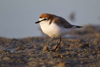 Red Capped Plover (Charadrius ruficapillus) - Alice Springs, NT