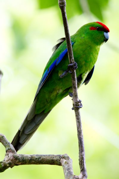 Red-crowned Parakeet - Zealandia, Wellington