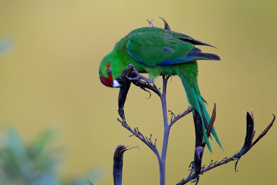 Red-crowned Parakeet  - Titititi Matungi Island, NZ