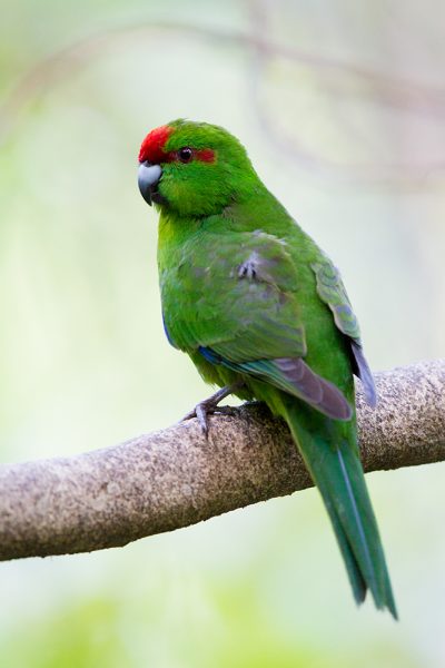 Red-crowned Parakeet  - Titititi Matungi Island, NZ