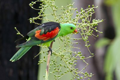 Red-winged Parrot (Aprosmictus erythropterus) - Daly River, NT
