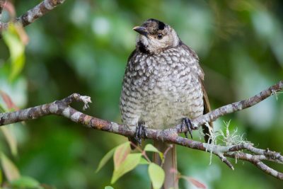 Regent Bowerbird - Female (Sericulus chrysocephalus) - Lammington National Park, QLD
