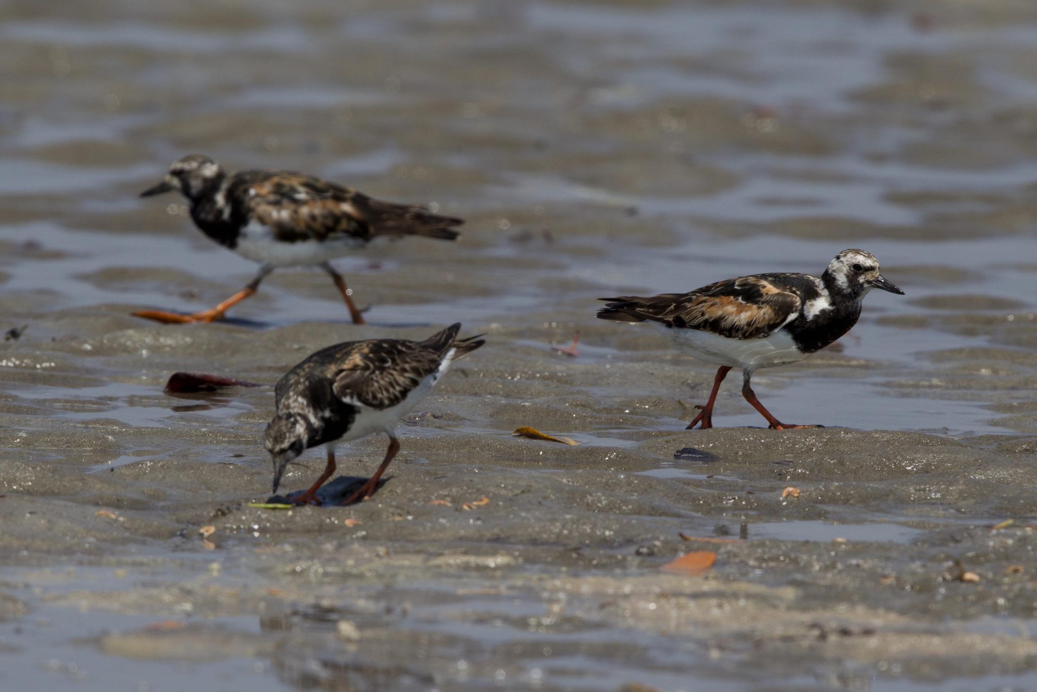 Ruddy Turnstone (Arenaria interpres interpres) - East Point, NT