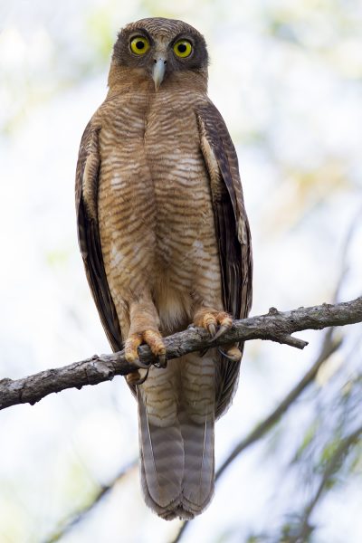 Rufous Owl (Ninox rufa rufa) - Darwin, NT (2)