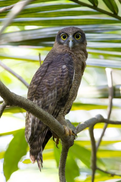 Rufous Owl (Ninox rufa rufa) - Darwin, NT (6)