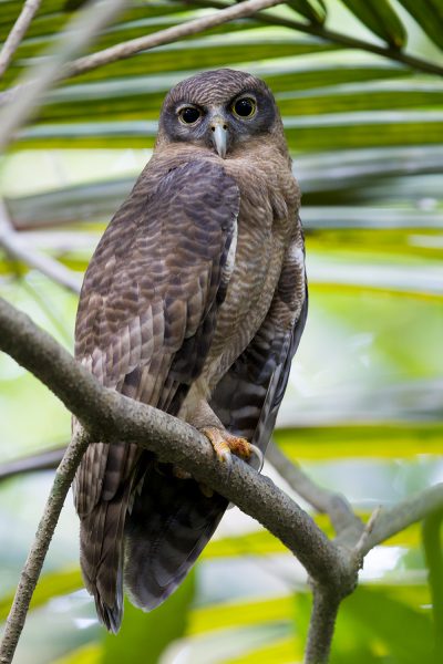 Rufous Owl (Ninox rufa rufa) - Darwin, NT (7)